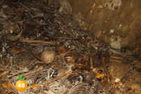 يافا: أكثر من 9 أعوام على اكتشاف المقابر الجماعية في الكازاخانة